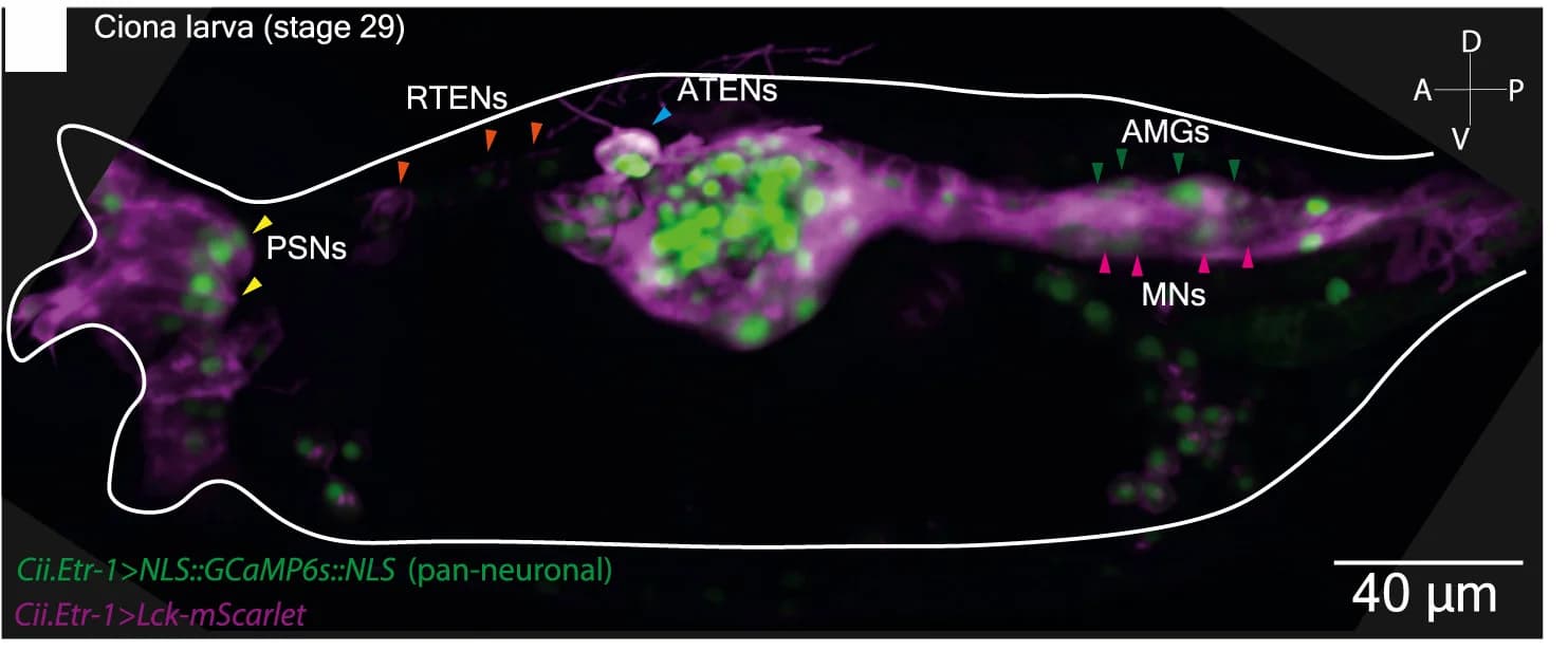 Open access visualization of Microscopy, Confocal Micrographs, Larval Trunks, Calcium Imaging