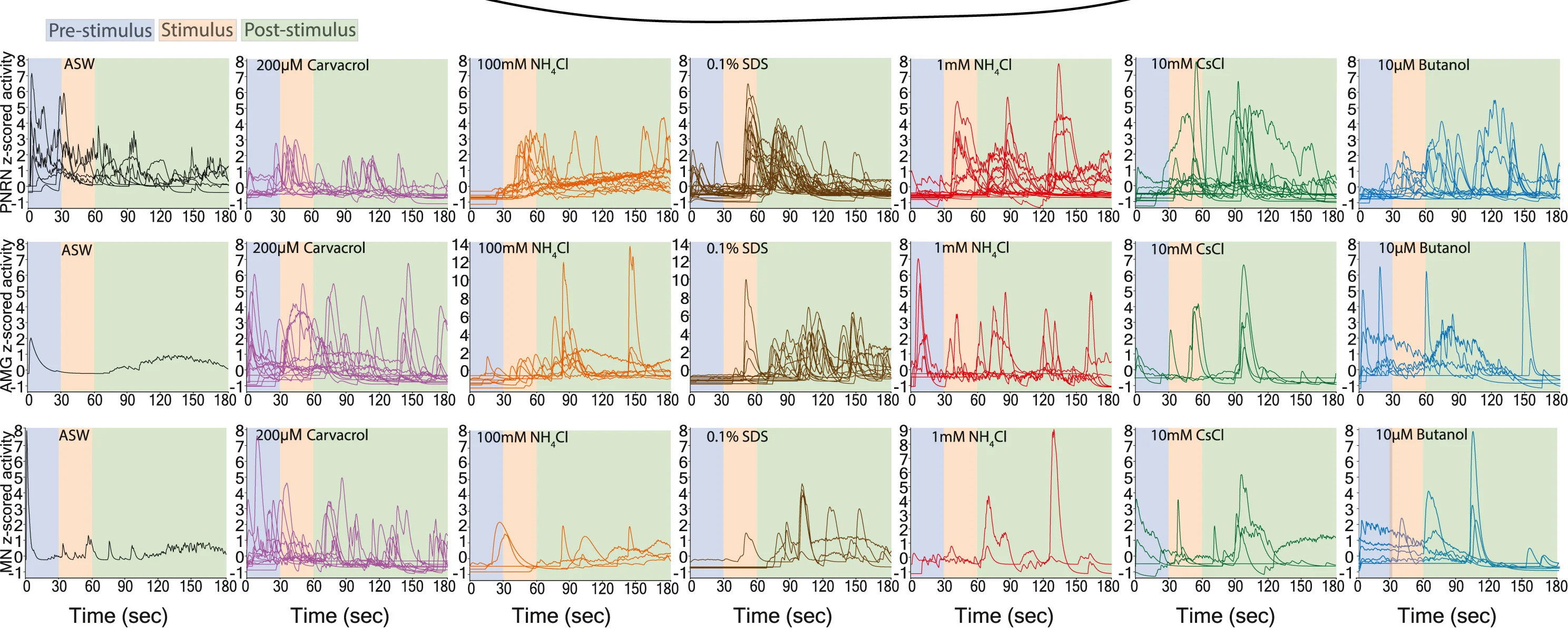 Open access visualization of Line Plot, Calcium Activity, Peripheral Relay Neuron, Motor Ganglion Interneurons, Motorneurons