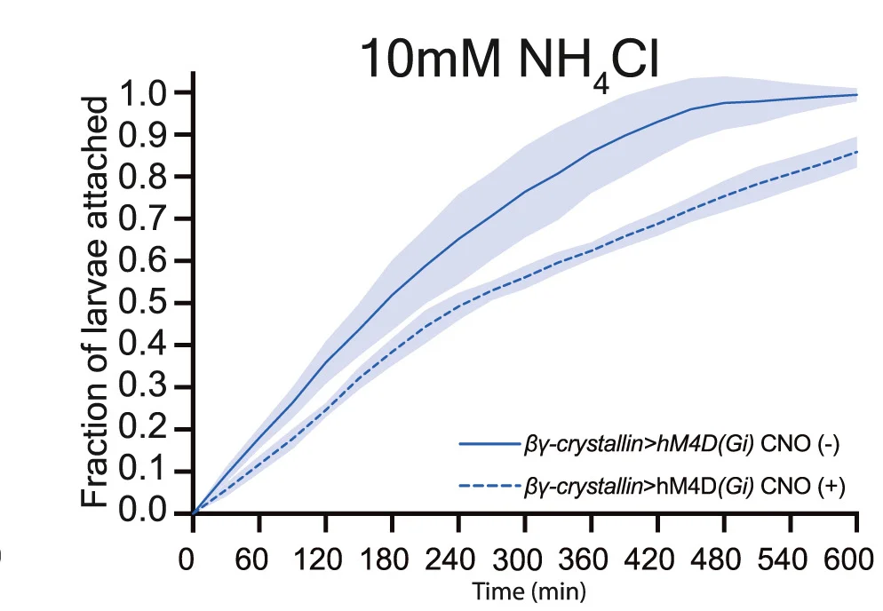 Open access visualization of Line Plot, Error Bars, Larval Attachment, NH4Cl, Genotype