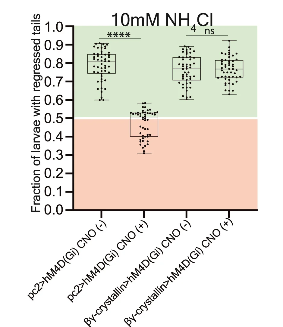 Open access visualization of Box Plot, Scatter Plot, Boxplots, Larvae, Regressed Tails