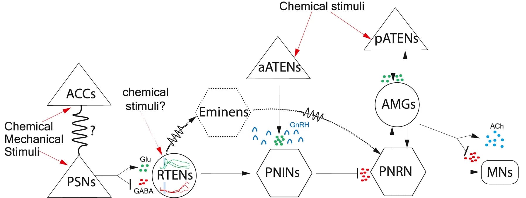 Open access visualization of Workflow, Flowchart, Sensory Pathways, Mechanical Cues, Chemical Cues