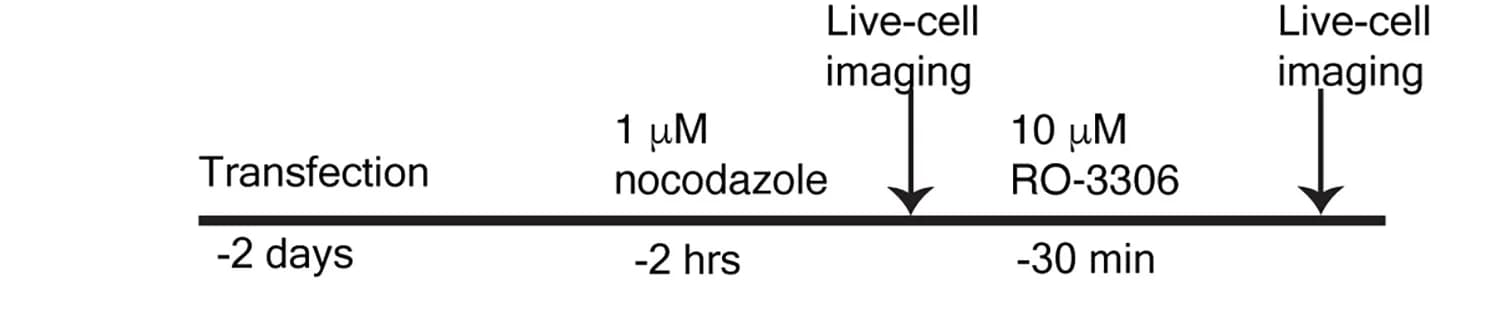 Open access visualization of Workflow, Flowchart, Experiment, Timeline