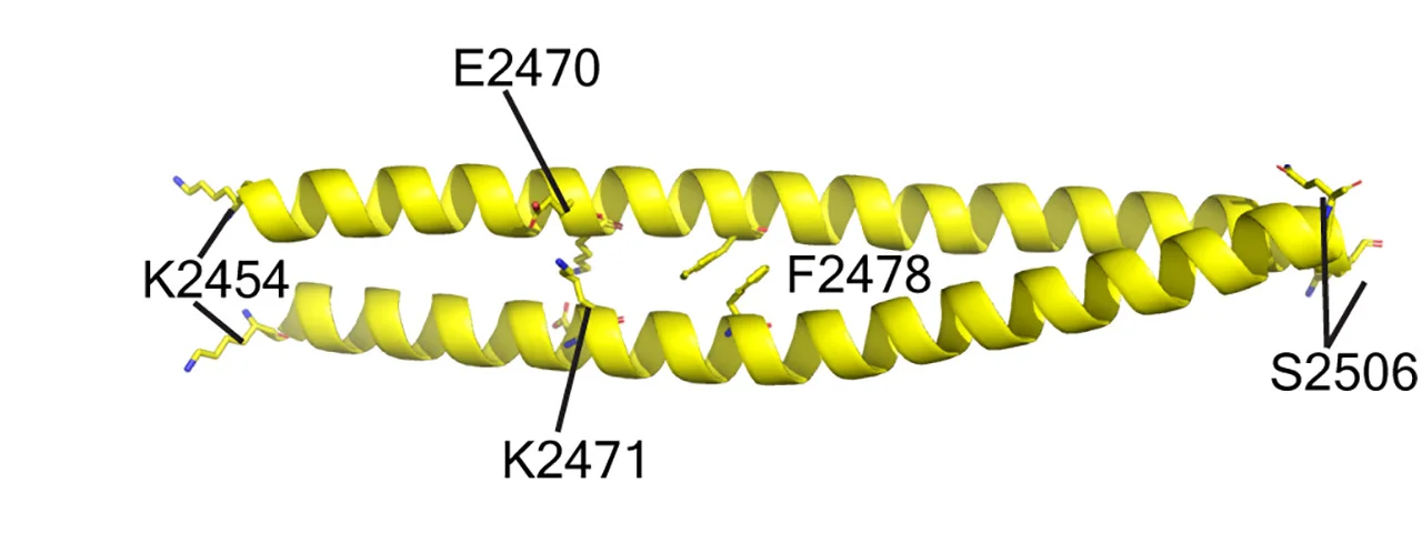 Open access visualization of Protein Structure, X-ray Crystallography, CENP-E, Coiled-Coil Interface