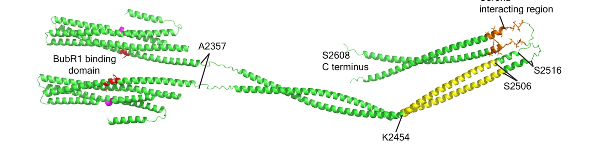 Open access visualization of Protein Structure, 3D Plot, Chemical Structure, CENP-E, Protein Model