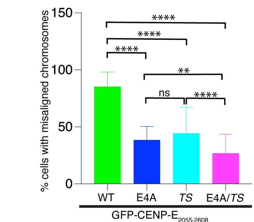 Open access visualization of Bar Plot, Error Bars, Bar Graph, Misaligned Chromosomes, GFP-CENP-E2055-2608