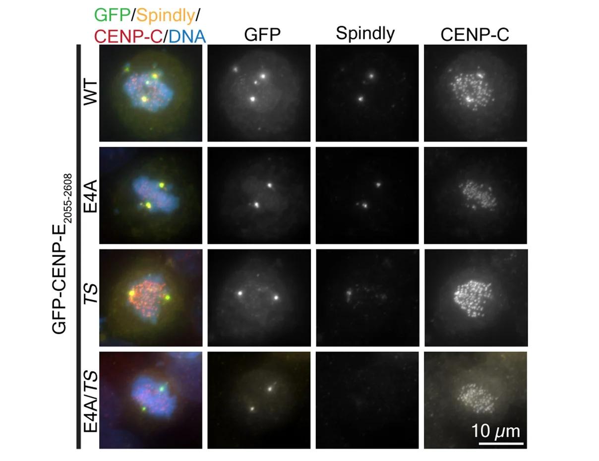 Open access visualization of Microscopy, Immunofluorescence, HeLa Cells, GFP-CENP-E2055-2608, Mutants
