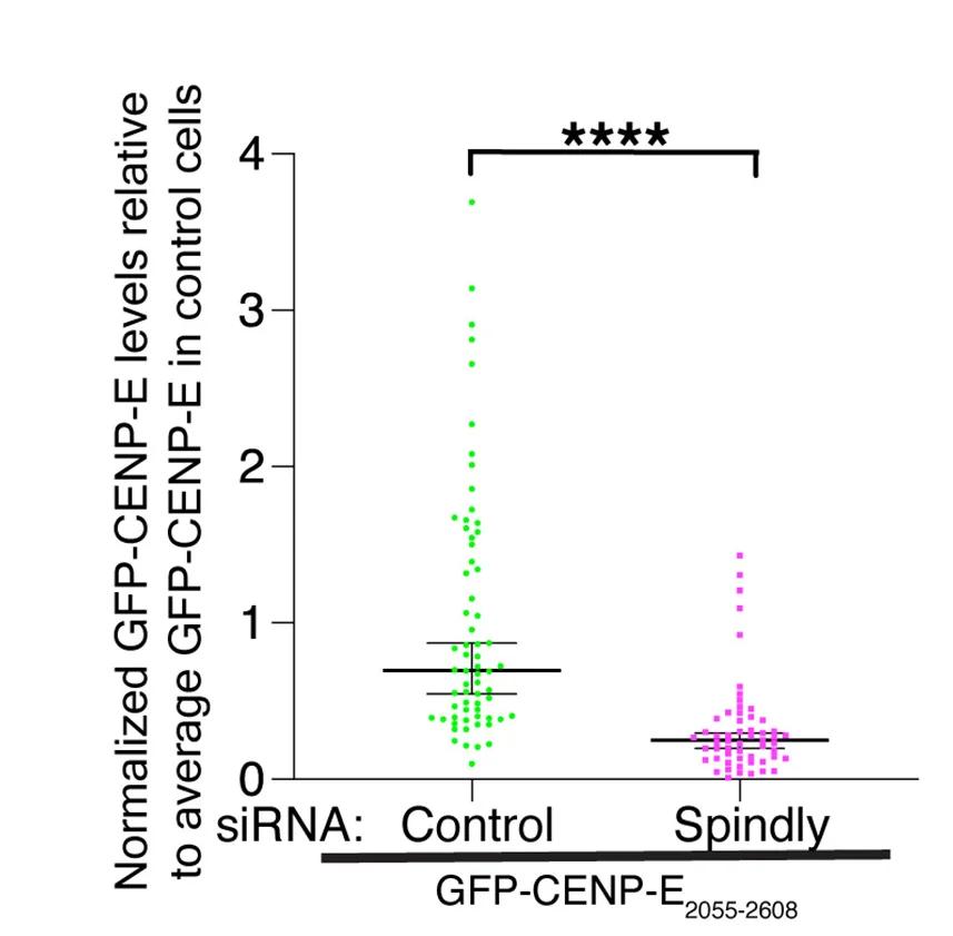 Open access visualization of Scatter Plot, Scatter Dot Plot, GFP-CENP-E2055-2608, Spindle Poles, Spindly siRNA