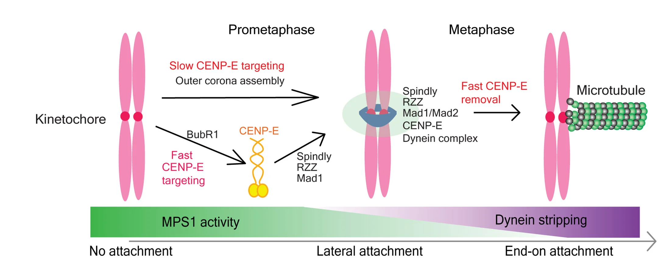 Open access visualization of Workflow, Illustration, Schematic Model, CENP-E, Kinetochores