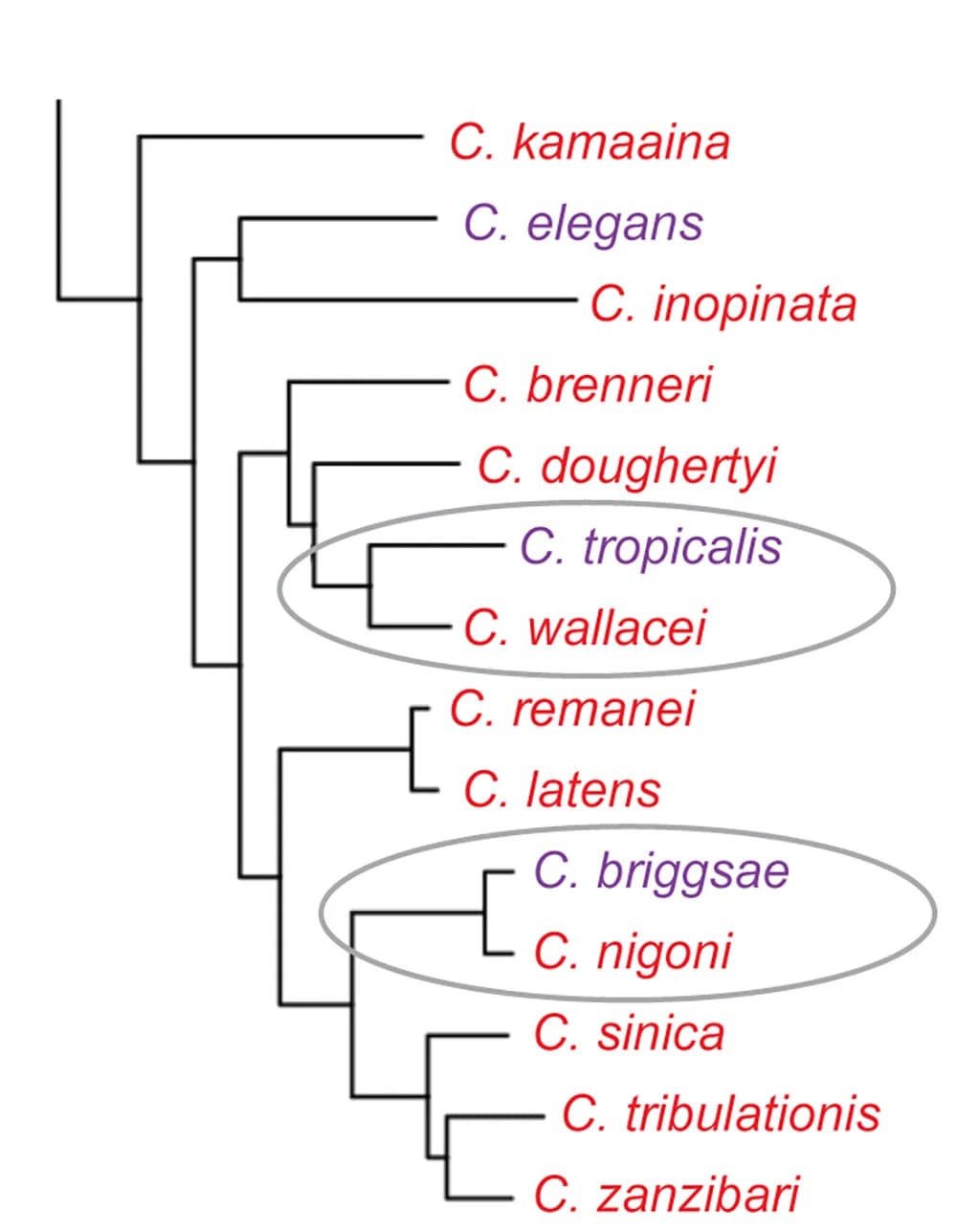 Open access visualization of Network, Pathway, Phylogeny, Caenorhabditis Species, Gonochoristic Species