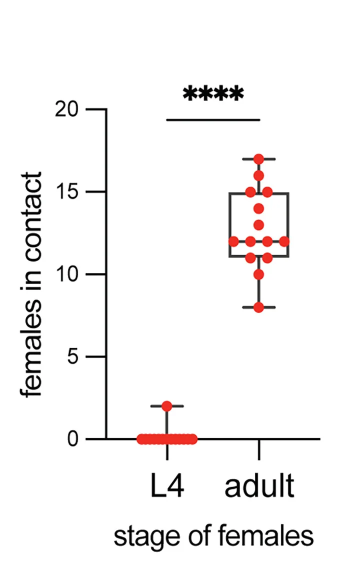 Open access visualization of Box Plot, Scatter Plot, Chemotaxis, L4 Larval Stage, Adult Female