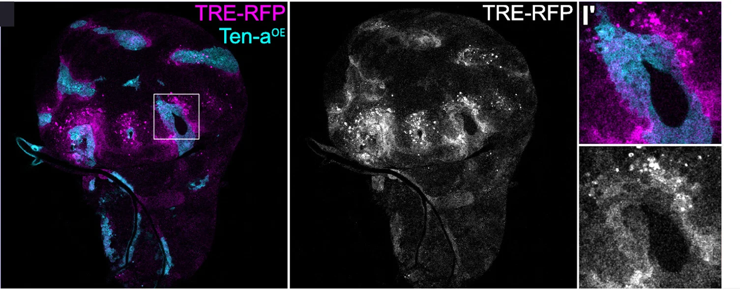 Open access visualization of Microscopy, Wing Disc, Cell Surface Molecules, GFP, Ectopic Expression