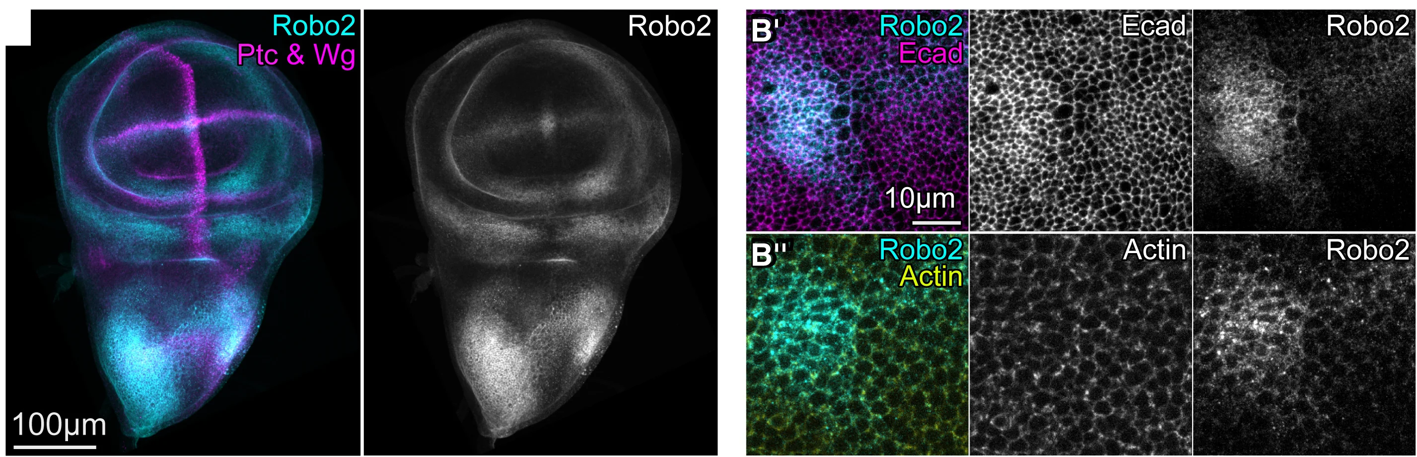 Open access visualization of Microscopy, Wing Discs, Fusion Proteins, robo2-GFP, Regulatory Control