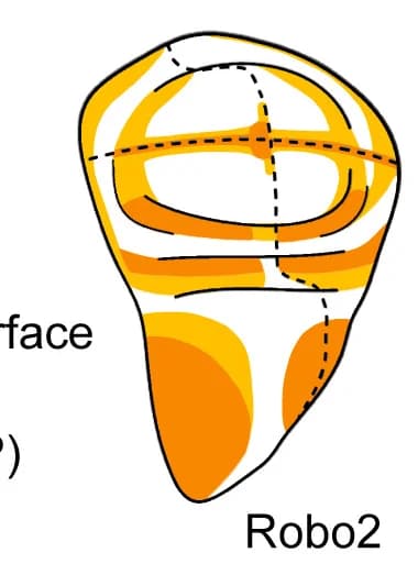 Open access visualization of Illustration, Robo2-GFP, Expression Pattern, Fluorescence Intensity
