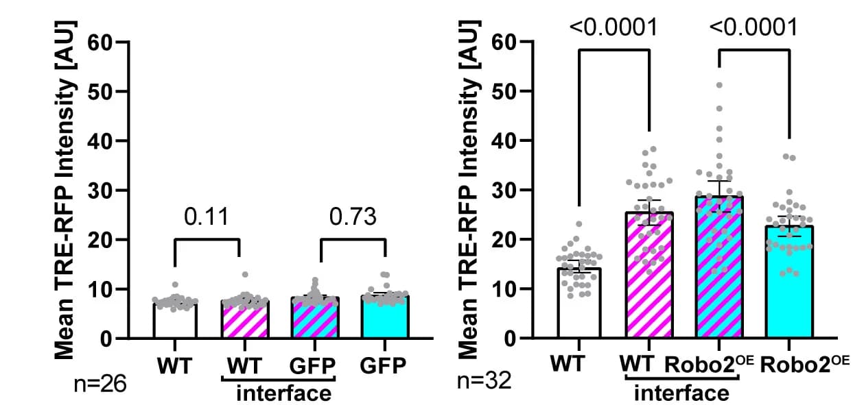Open access visualization of Bar Plot, Error Bars, Scatter Plot, Graphs, Fluorescence Intensity