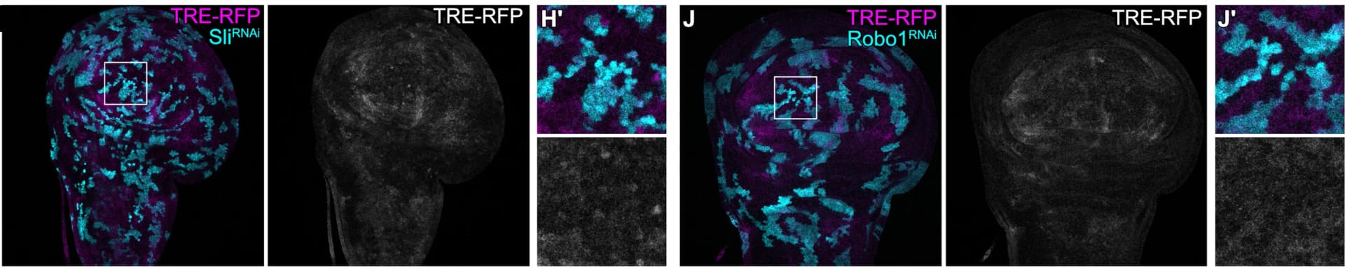 Open access visualization of Microscopy, Wing Discs, Clones, SliOE, SliRNAi