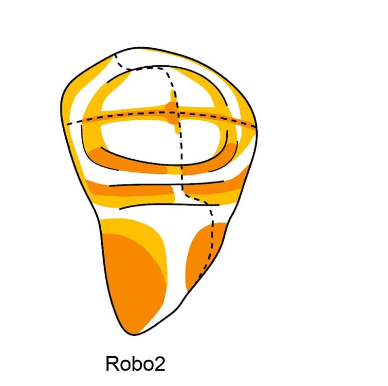 Open access visualization of Illustration, Robo2-GFP, Expression Pattern, Fluorescence Intensity