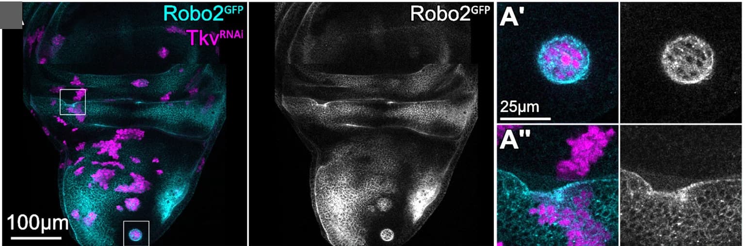 Open access visualization of Microscopy, Wing Discs, Robo2-GFP, Mosaic Clones, UAS-tkv-RNAi