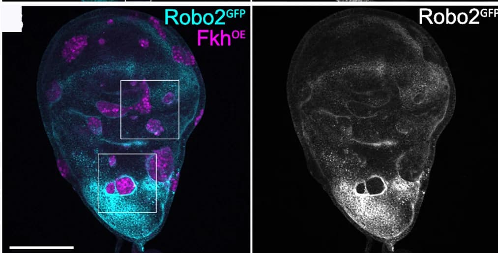 Open access visualization of Microscopy, Wing Discs, Robo2-GFP, Expression Patterns