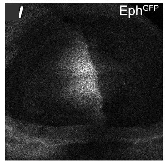 Open access visualization of Microscopy, Wing Discs, Eph-GFP, Expression Patterns