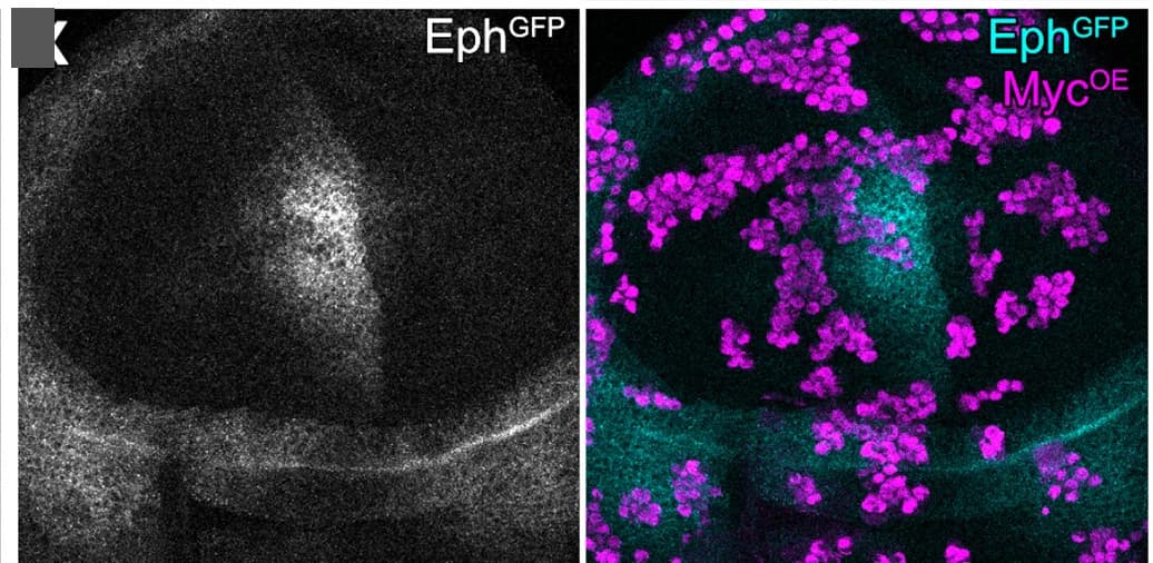 Open access visualization of Microscopy, Wing Discs, Eph-GFP, Mosaic Clones, Myc