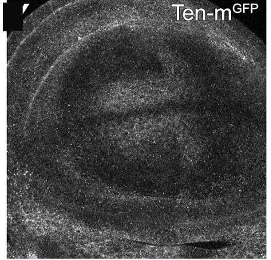 Open access visualization of Microscopy, Wing Discs, Ten-m-GFP, Expression Patterns
