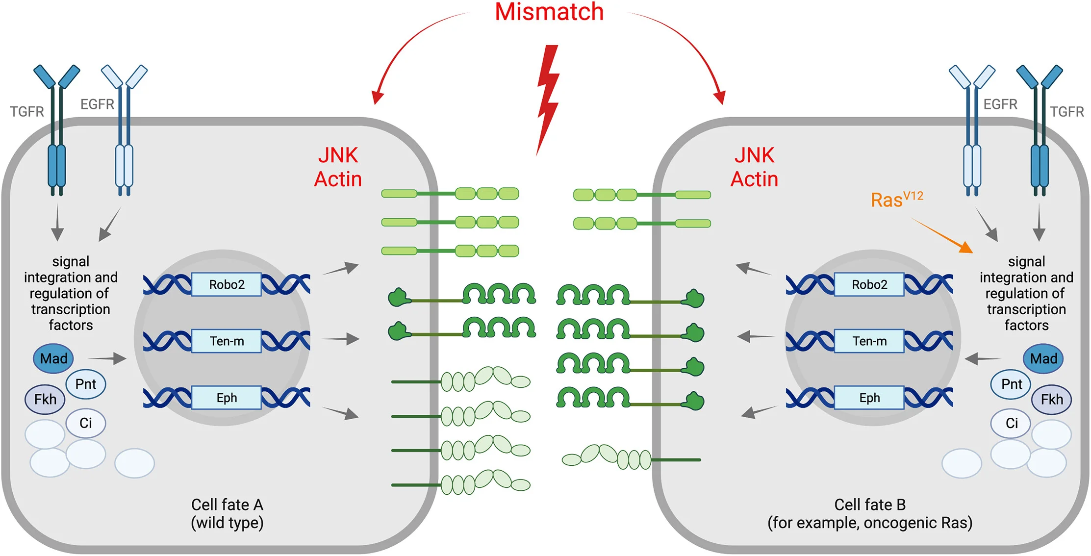 Open access visualization of Workflow, Illustration, Developmental Patterning, Transcription Factors, Cell Surface Molecules