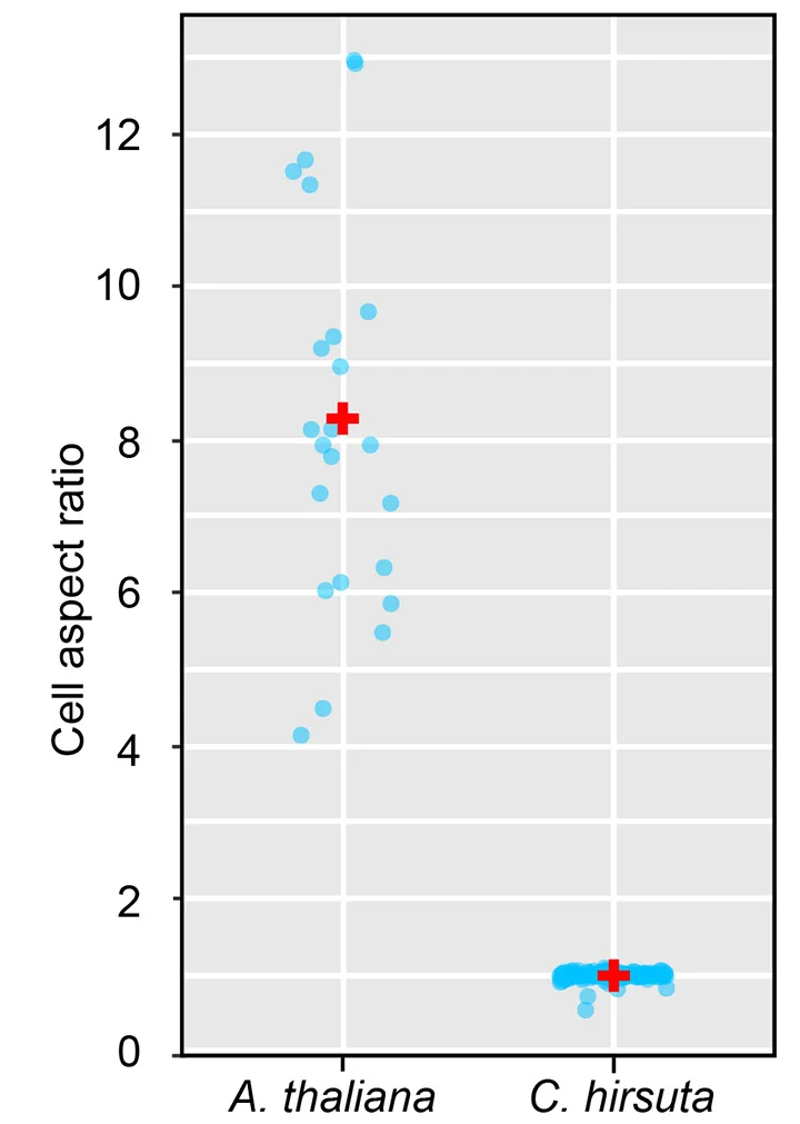 Open access visualization of Scatter Plot, Exocarp Cell, Aspect Ratio, Cell Length, Cell Width