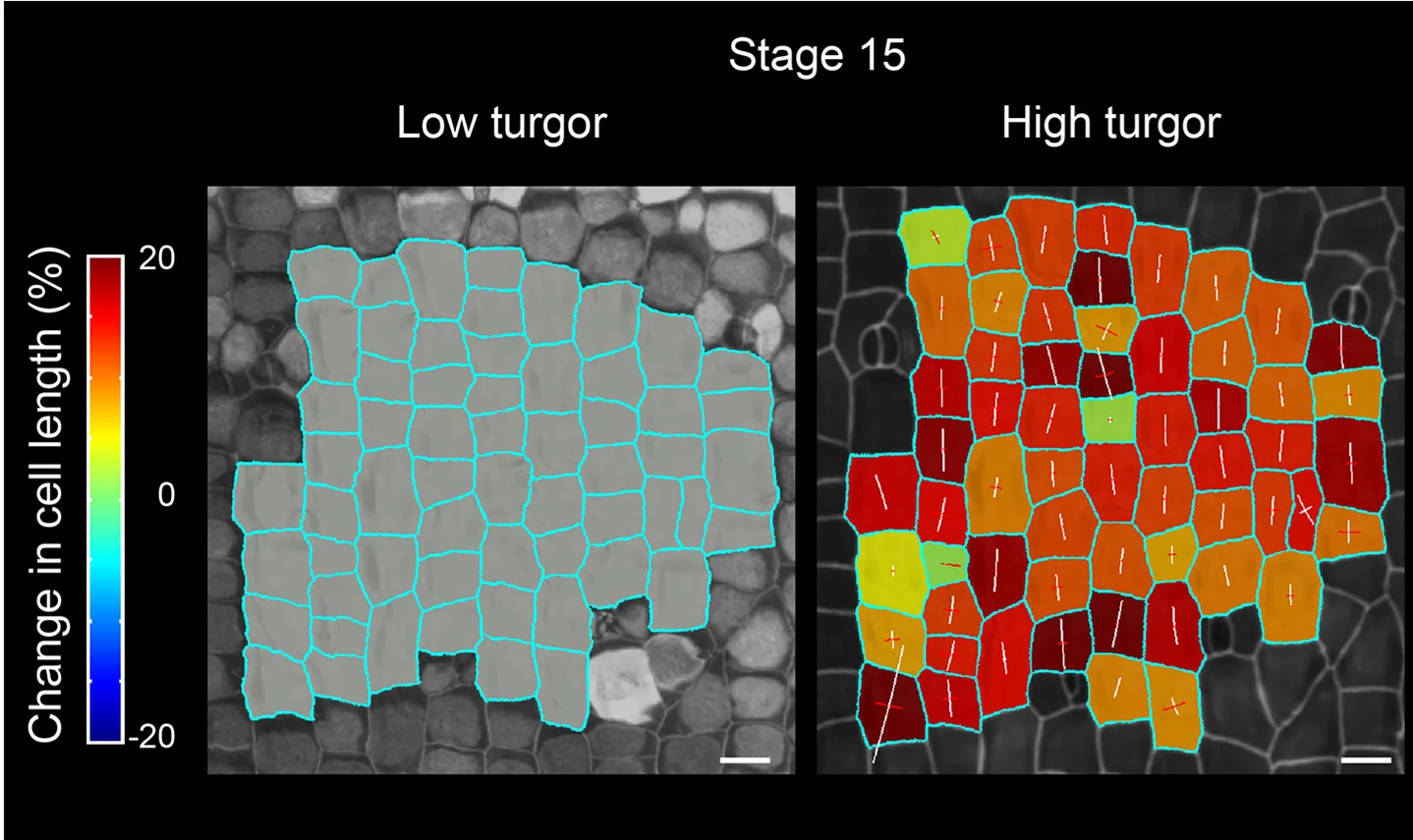 Open access visualization of Microscopy, Heatmap, Osmotic Treatment, Exocarp Cell Length, Turgor Pressure