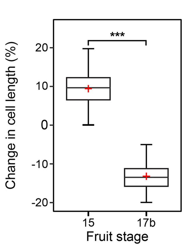 Open access visualization of Box Plot, Exocarp Cell Length, Boxplot, Wilcoxon Signed-Rank Test, Fruit