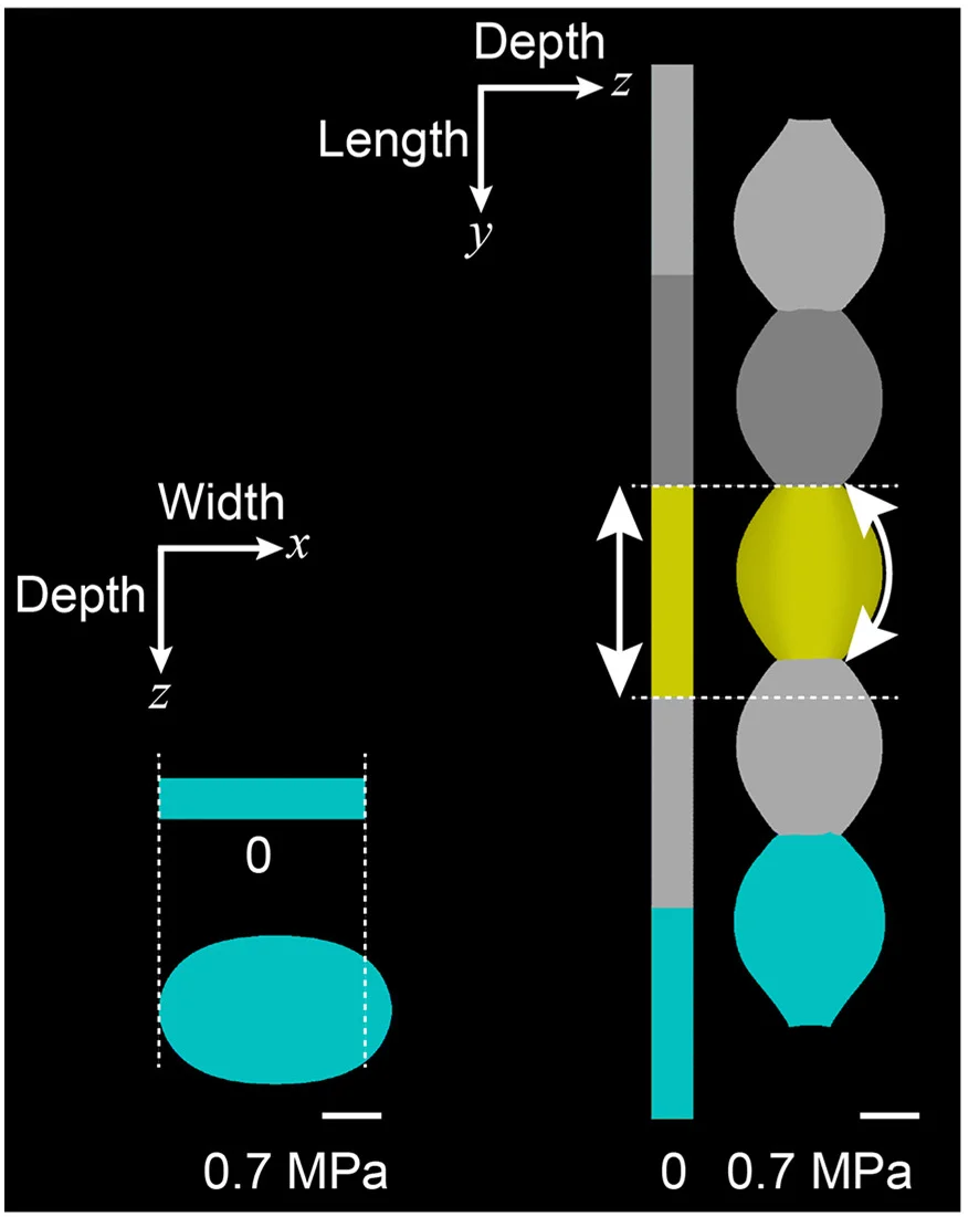 Open access visualization of Illustration, FEM Simulations, MorphoMechanX, Material Anisotropy, Cell Inflation
