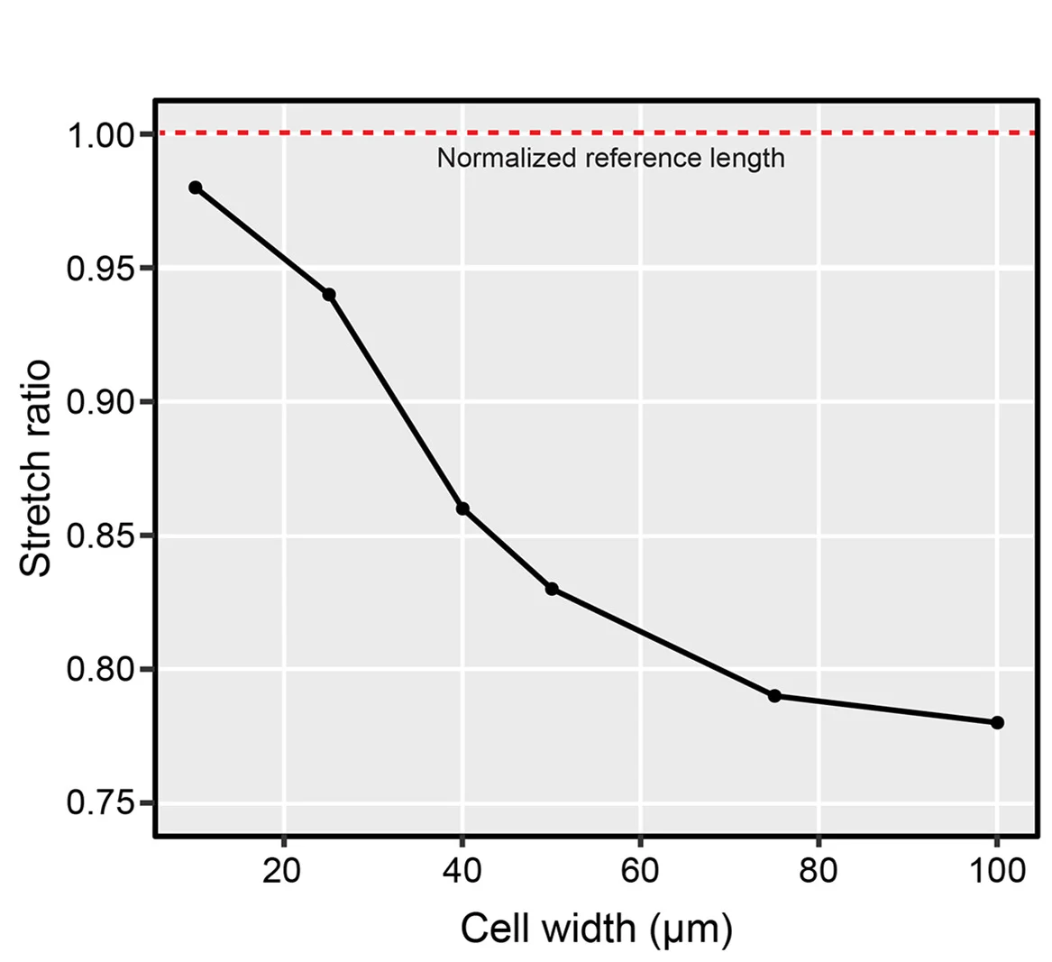 Open access visualization of Line Plot, Stretch Ratio, Cell Inflation, Cell Width, Simulations