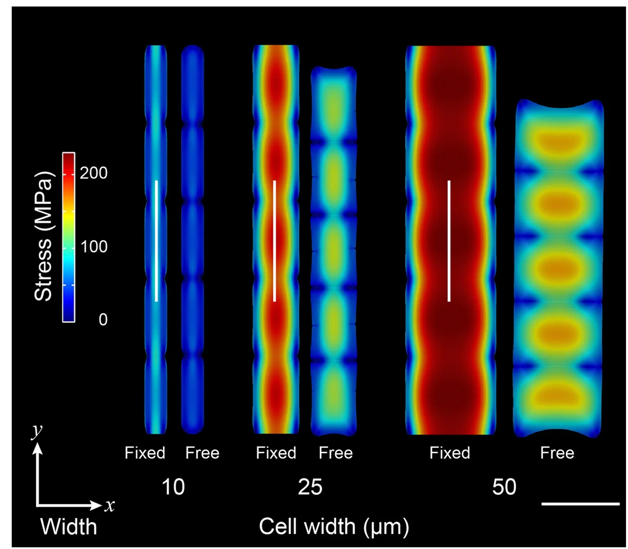 Open access visualization of Heatmap, Length Contraction, Cell Width, Cauchy Stress Tensor, Cell Inflation