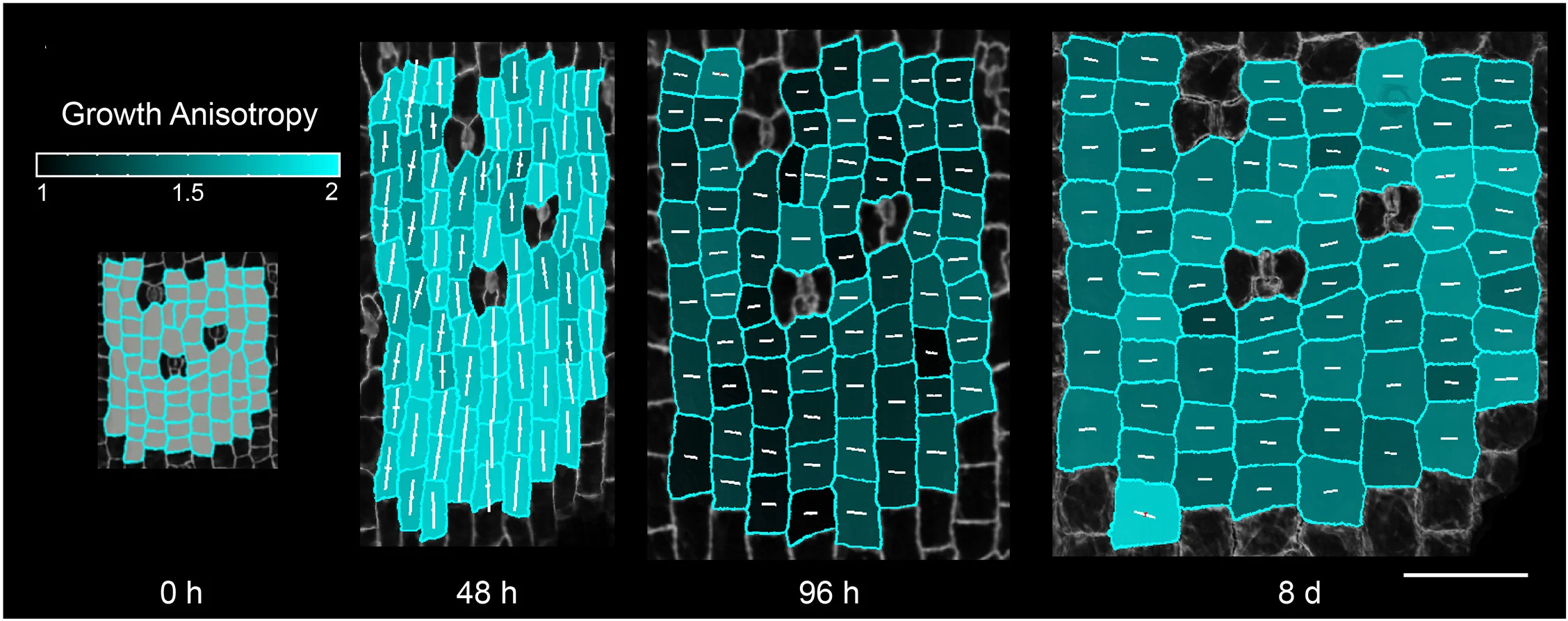 Open access visualization of Microscopy, Time-Lapse Confocal Imaging, Exocarp Cells, Fruit Development, Growth Anisotropy