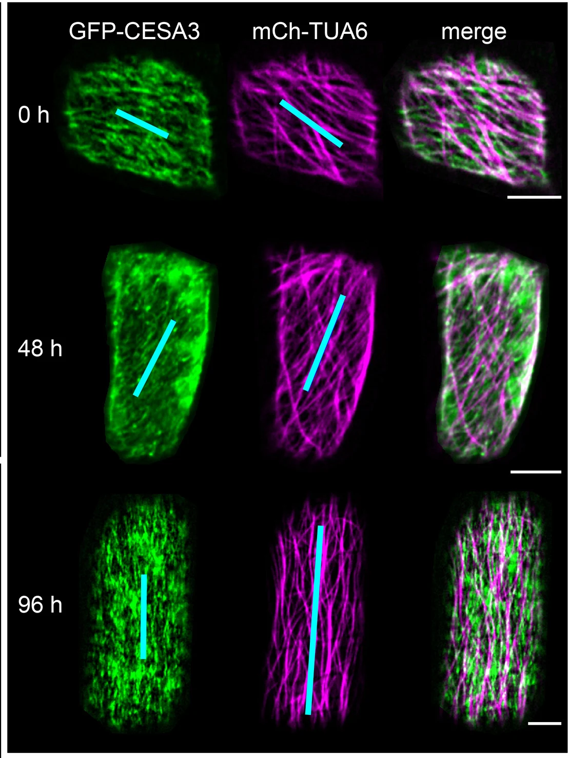 Open access visualization of Microscopy, Co-localization, GFP-CESA3, mCherry-TUA6, Exocarp Cells