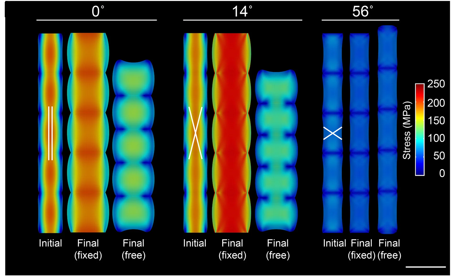 Open access visualization of Heatmap, Growth Simulation, Cell Block, Fiber Angle, Cell Width