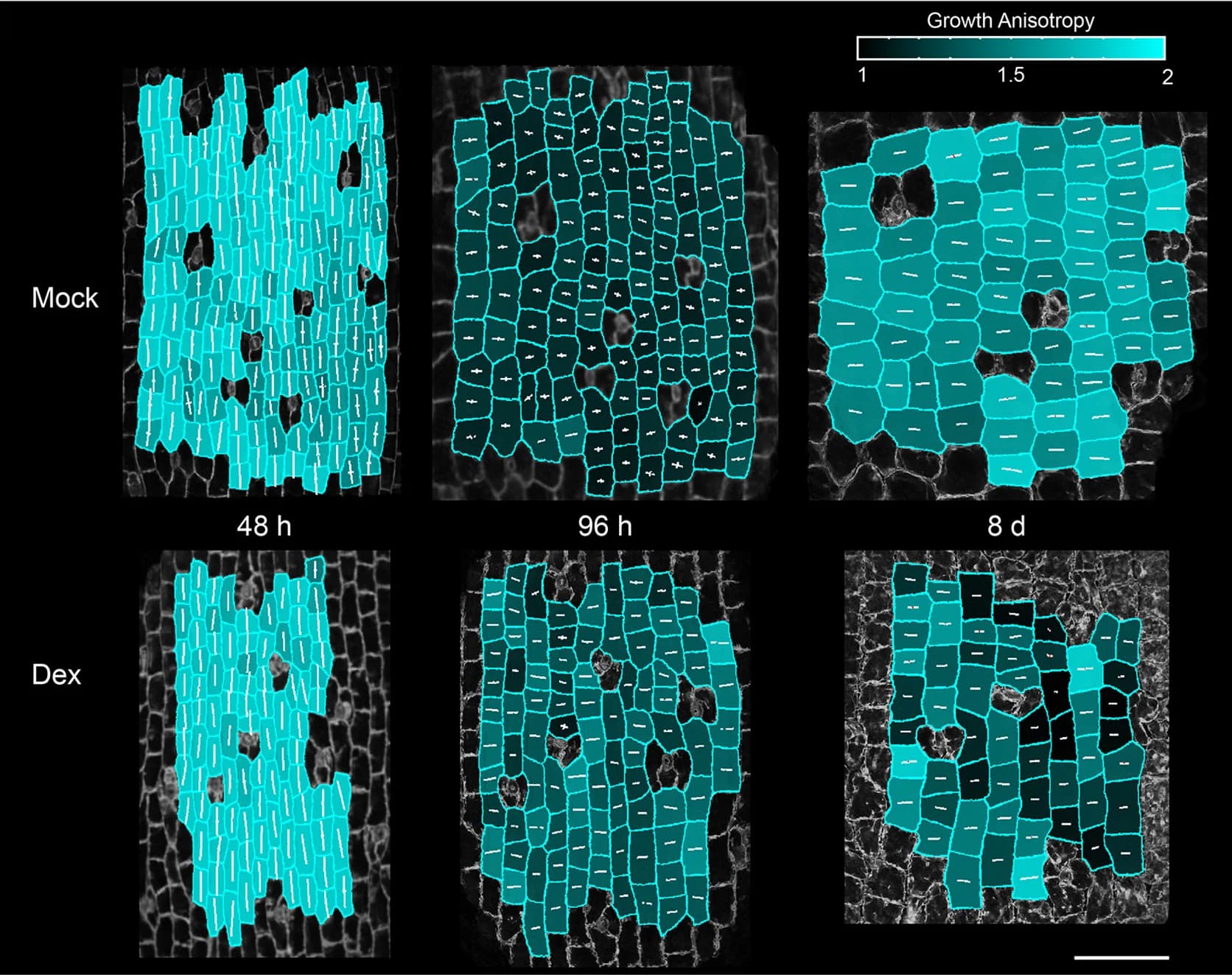 Open access visualization of Microscopy, Growth Anisotropy, PDGmax, PDGmin, Mock Treatment