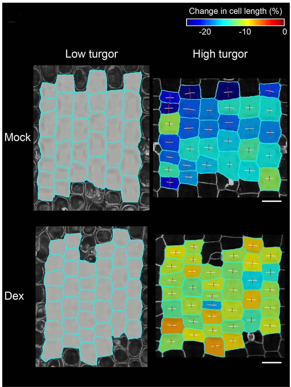 Open access visualization of Microscopy, Osmotic Treatment, Mock Treatment, Dexamethasone Treatment, Exocarp Cells