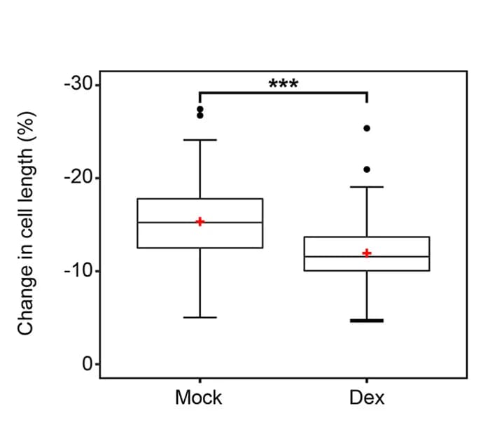 Open access visualization of Box Plot, Osmotic Treatment, Mock Treatment, Dexamethasone Treatment, Exocarp Cells