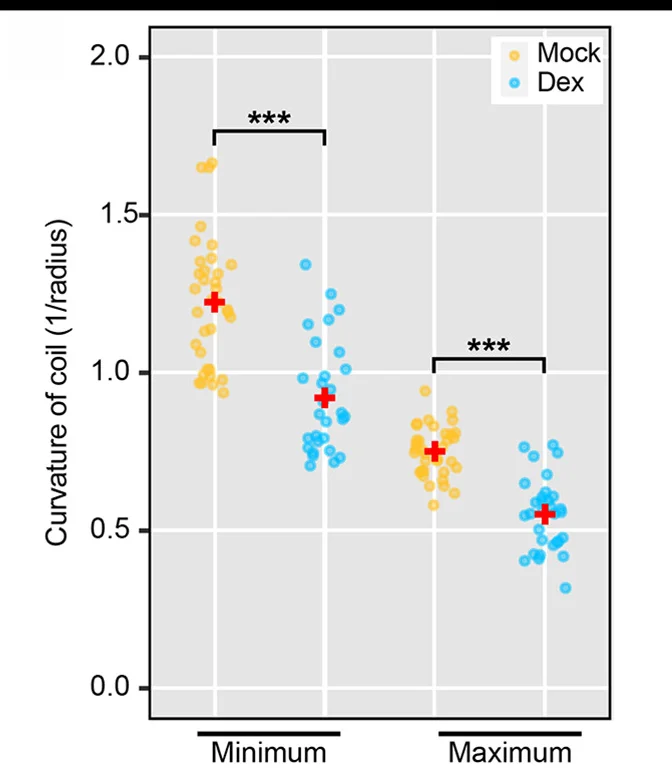 Open access visualization of Scatter Plot, Mock Treatment, Dexamethasone Treatment, Fruit, Coiled Valves