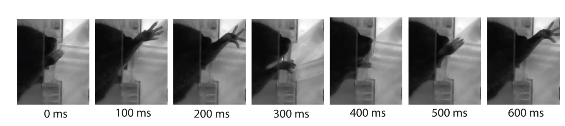 Open access visualization of Photo, High-speed Camera, Sequence Performance