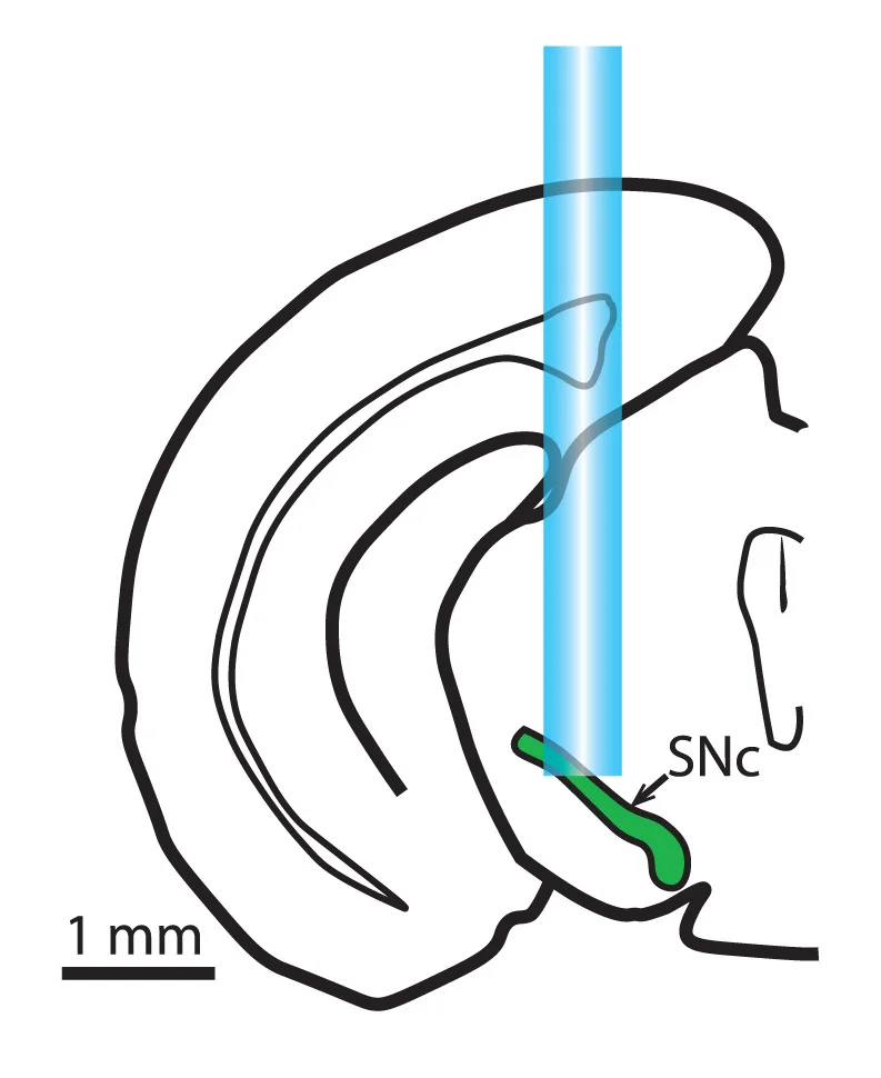 Open access visualization of Illustration, DAT-IRES:Cre Mice, Epifluorescence Microscope, Calcium Imaging, Dopaminergic Neurons