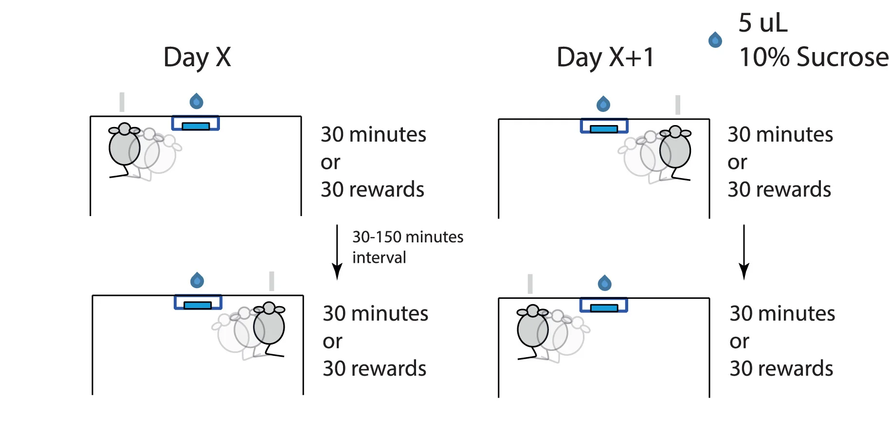 Open access visualization of Workflow, Illustration, Training Schedule, Mice, Ipsilateral Forelimb