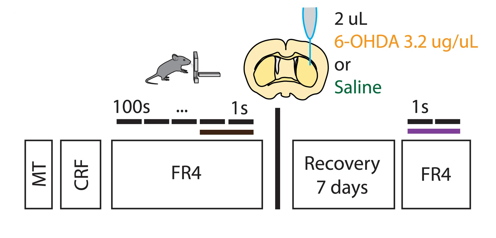 Open access visualization of Workflow, Illustration, Mice, Training, Forepaw