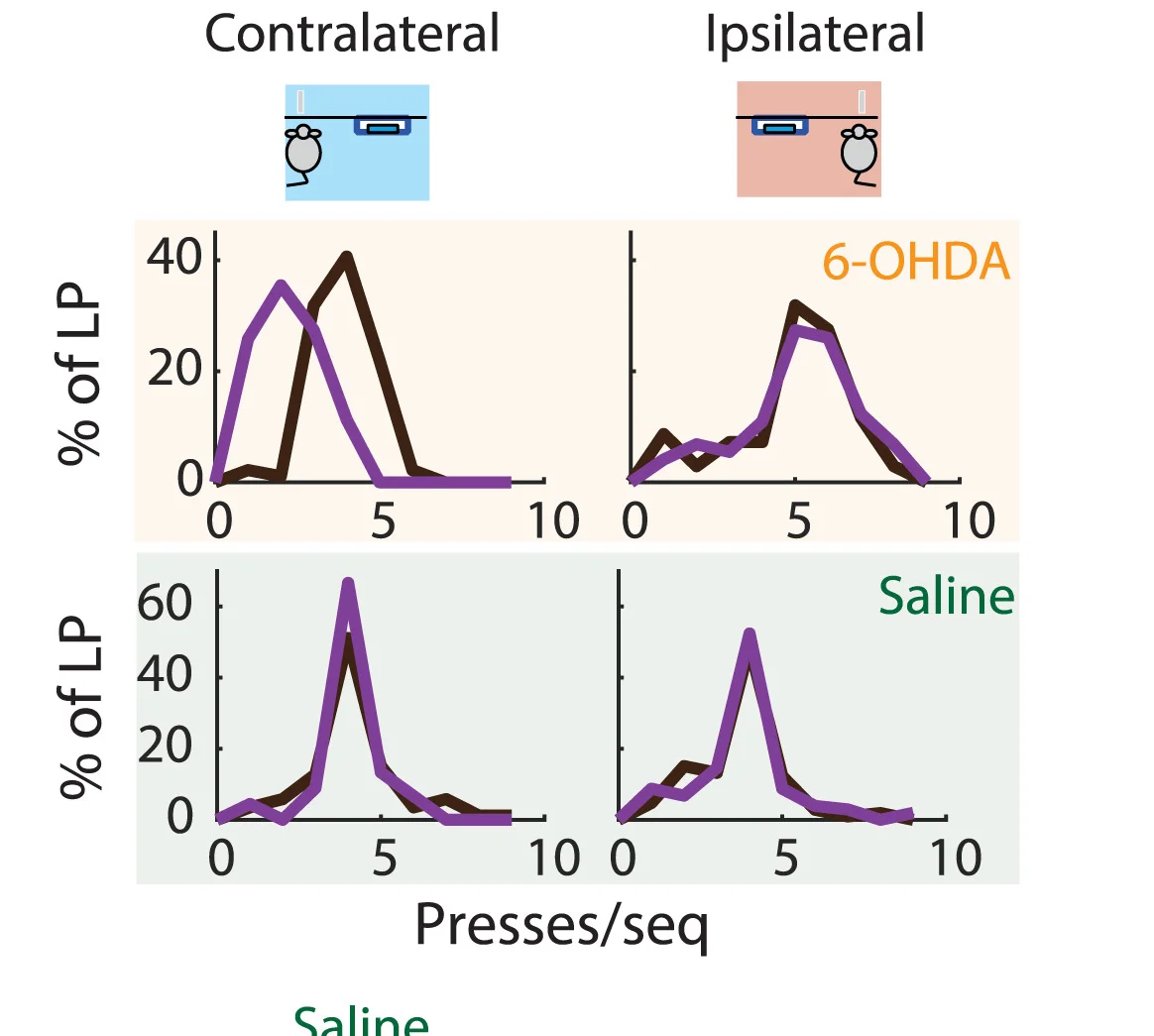Open access visualization of Line Plot, Contralateral Forelimb, Ipsilateral Forelimb, Lesion, 6-OHDA