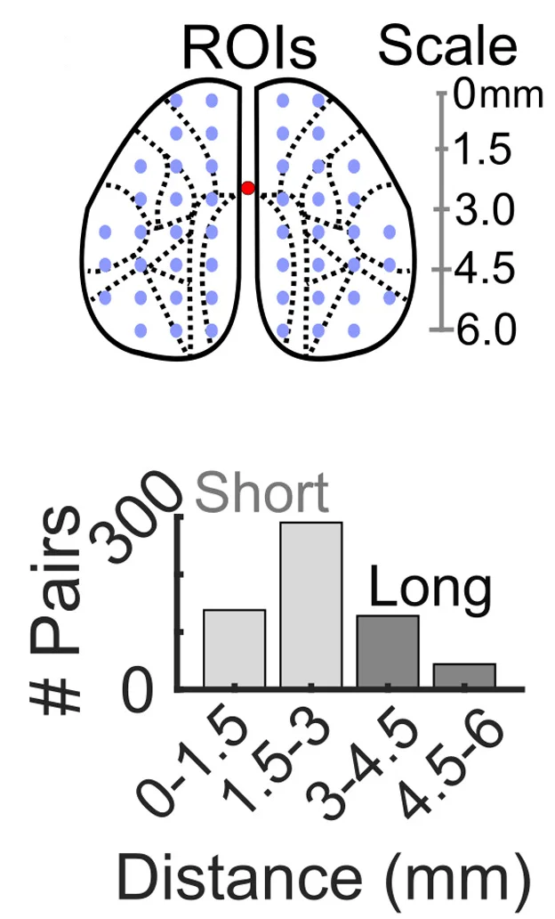 Open access visualization of Bar Plot, Grid Parcellation, Functional Connectivity, Cortical Regions of Interest, ROIs