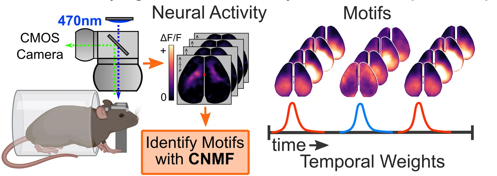 Open access visualization of Workflow, Line Plot, Heatmap, Spatiotemporal Motifs, Cortical Activity