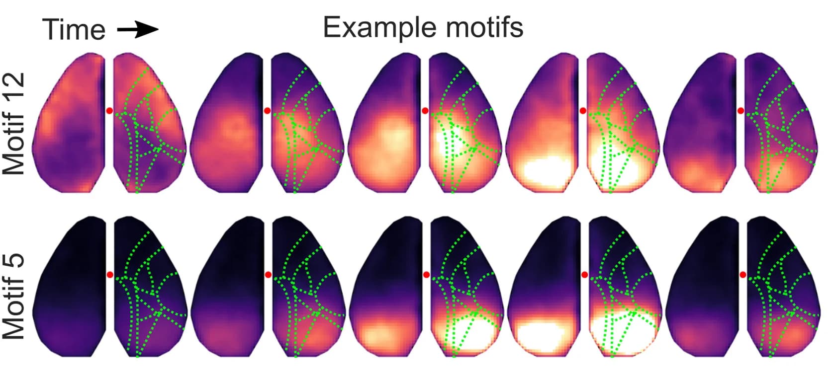 Open access visualization of Heatmap, Network, Motifs, Anatomical Parcels, Bregma