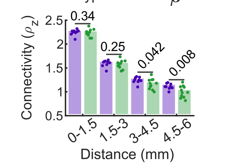 Open access visualization of Clustered, Scatter Plot, Functional Connectivity, Distance, Neural Activity