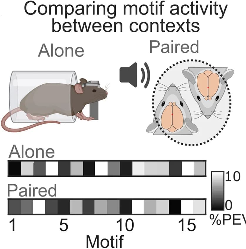Open access visualization of Heatmap, Motif Activity, Cortical Neural Activity, Barcodes, Mouse