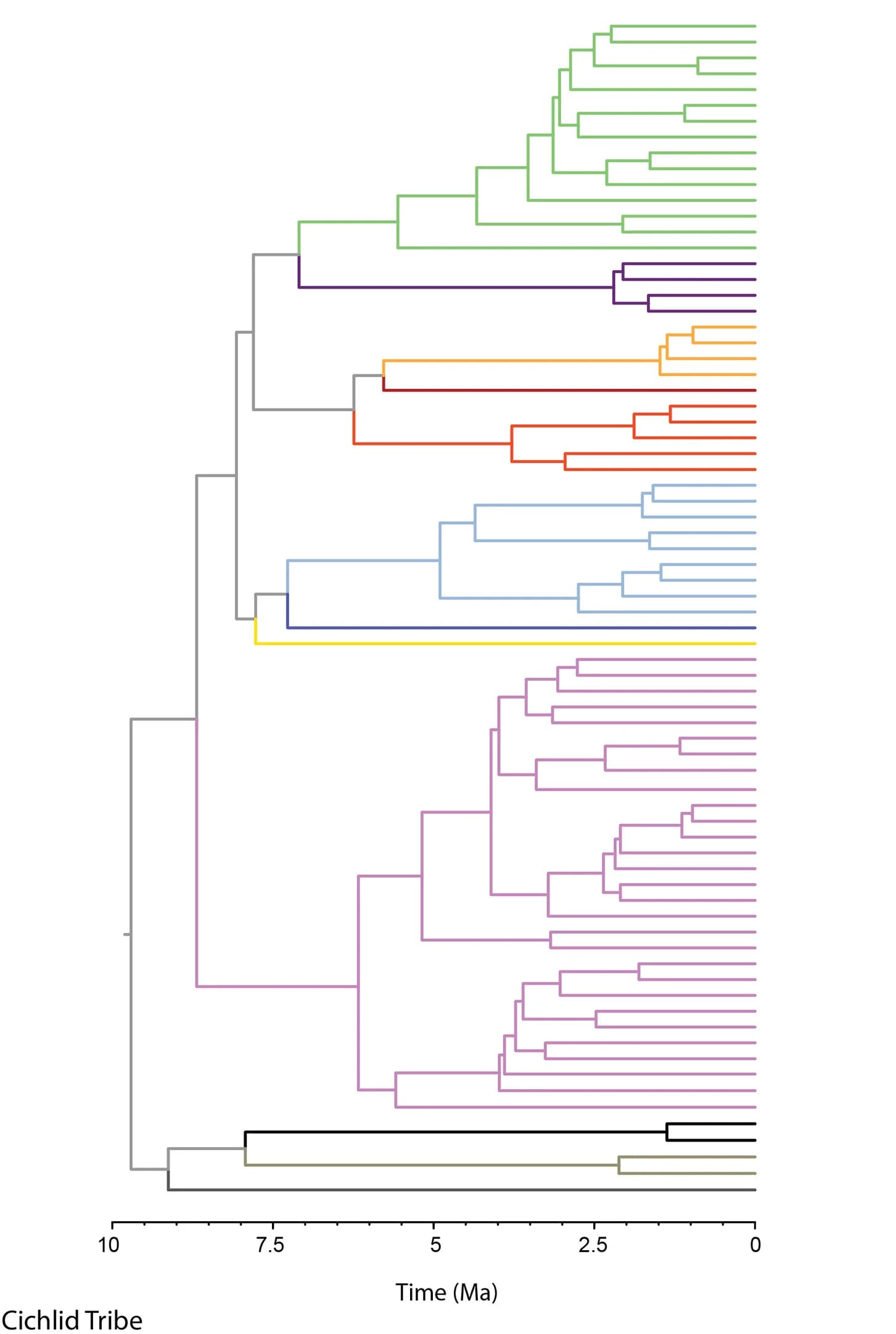 Open access visualization of Network, Pathway, Phylogeny, Cichlid, Lake Tanganyika